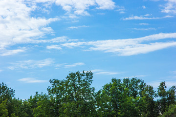 The blue sky above the green trees in the forest