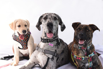 Three dogs posing for photo  - obrazy, fototapety, plakaty