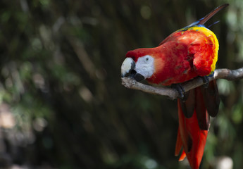 Scarlet Macaw