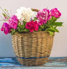 Beautiful multicolored peony flowers in old wicker basket on light background