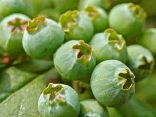 Makro von reifenden Blaubeeren an einem Strauch