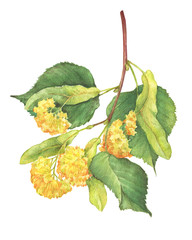 Der Zweig mit gelben Blüten großblättrige Linden (Tilia, Linden, Linde) - Heilpflanze. Gezeichnete Malereiillustration des Aquarells Hand lokalisiert auf einem weißen Hintergrund. © arxichtu4ki