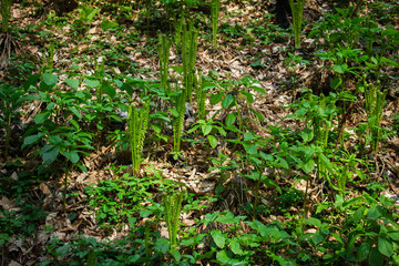 Greenery