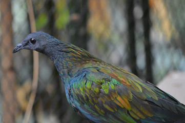 A Nicobar pigeon