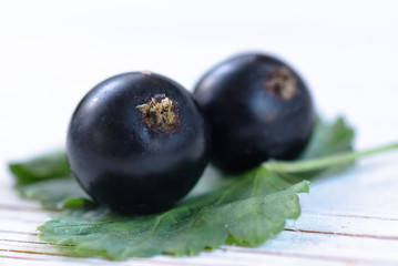 Black currant with leaves on the white background