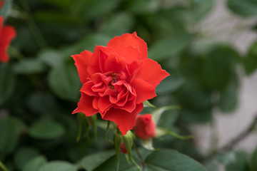 Villa Efrussi Rothschild in the south of France in the town of Cap Ferrat. Flower Festival at Villa Rothschild