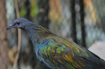 A Nicobar pigeon