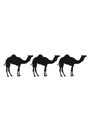 karawane 3 freunde team crew handel herde reihe kamel silhouette umriss schwarz dromedar höcker wüste zoo
