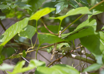 Green Anole on a Tree Branch