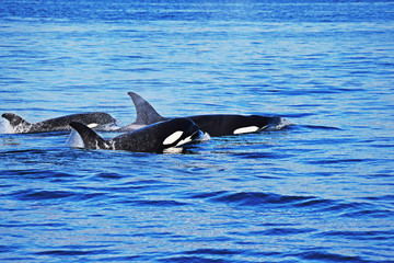 Fototapeta premium Orca Whales Puget Sound