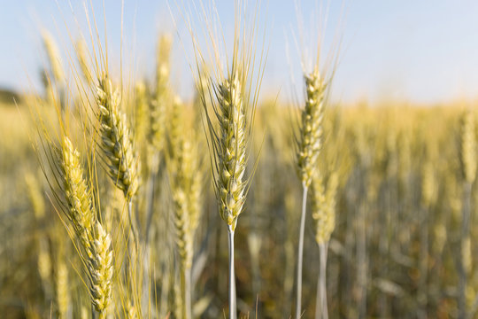 Background image close-up of wheat spikelets on the field. Golden spikelets symbol of harvest and fertility