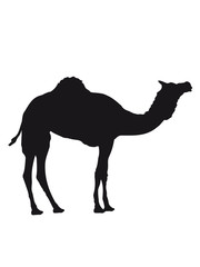 kamel silhouette umriss schwarz dromedar höcker wüste zoo
