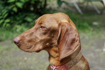 Hungarian vizsla 