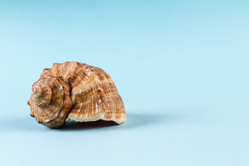 Sea shell on a blue background. Copy space.