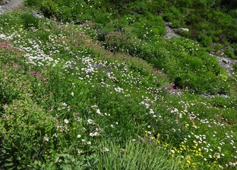 Wildflowers bloom in a meadow in the North Cascade mountains in summer