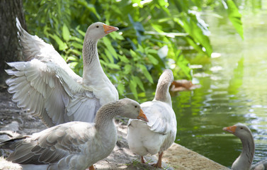 Greylag Geese