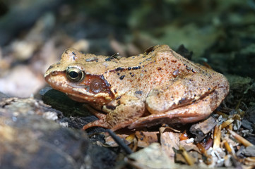 Brown forest frog