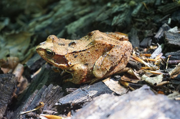 Brown forest frog