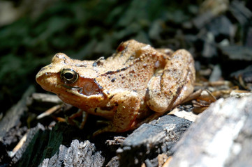 Brown forest frog