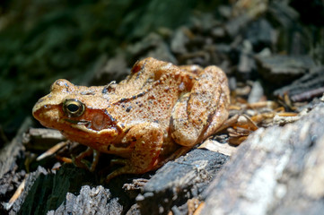 Brown forest frog