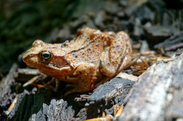 Brown forest frog