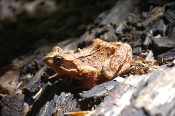 Brown forest frog