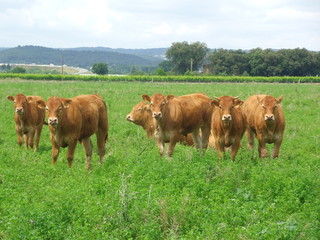 Vaches Limousine 