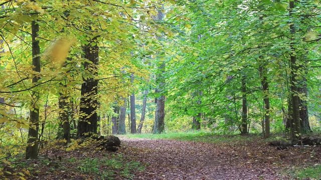 Looped video, approach of autumn in beautiful forest.