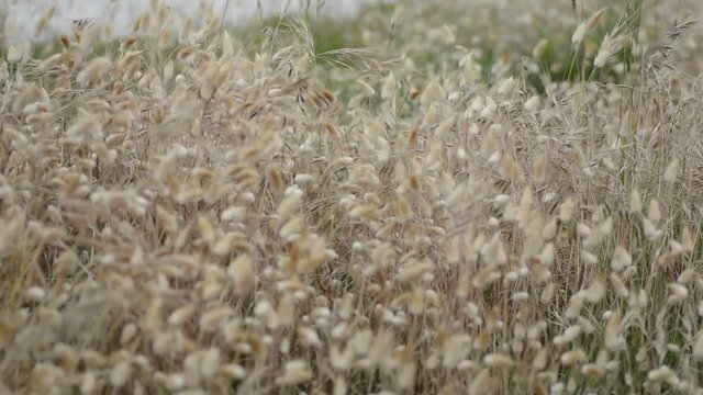 Queues de li&egrave;vre dans le vent dans les dunes de Bretagne