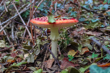beautiful mushroom in french forest