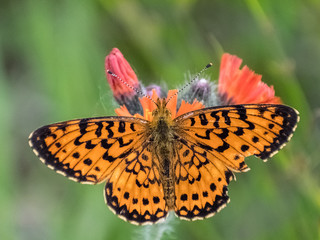 Pretty Orange Butterfly