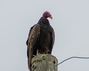 Isolated Turkey Vulture on Post