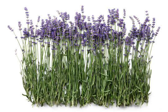 Fresh lavender flowers isolated on white background, top view