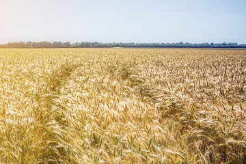 spikelet of young, green wheat clogged with grain against the blue sky