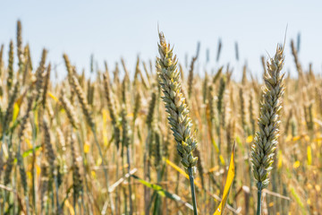spikelet of young, green wheat clogged with grain against the blue sky