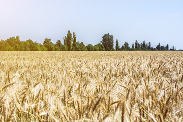 spikelet of young, green wheat clogged with grain against the blue sky