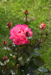 Beautifully blooming rose