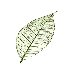 natural leaves design. leaf vector and illustration