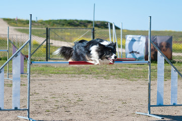 Animal of company making jumps in championship of agility.