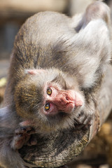 The small monkey has nestled on a log and looks forward.
