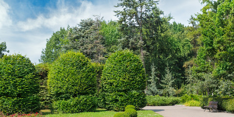 Fototapeta na wymiar Summer park,hedge, green meadow and blue sky. Wide photo.