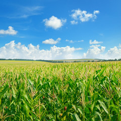 Bright green cornfield and blue sky with light cumulus clouds.