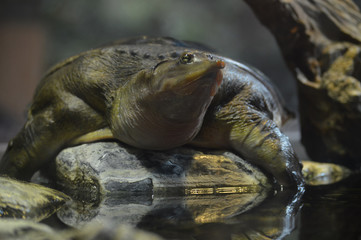 Soft nose turtle