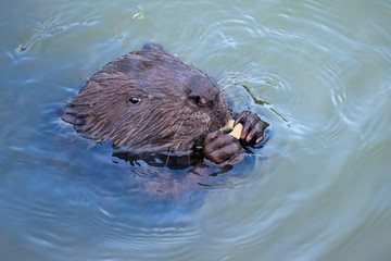 Fototapeta premium Eurasian beaver( Castor fiber) Rodent, eating.