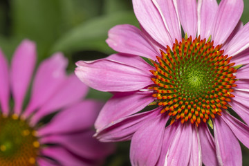 Blütenkorb Makro von Echinacea purpurea