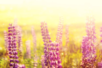 Obraz premium Summer colorful landscape with blooming lupine at sunset