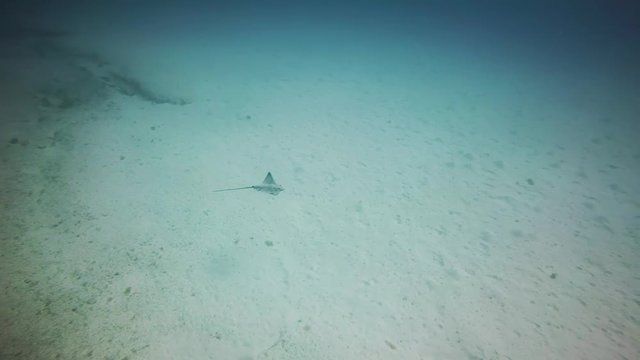 Round Stingray, fuerteventura canary islands