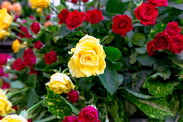 Strauss mit roten und gelben Rosen