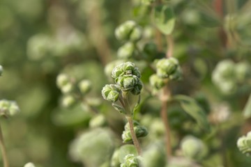 Marjoram buds (Origanum majorana)