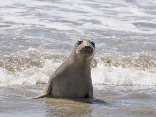 Elephant Seal Pup in Surf, Point Reyes